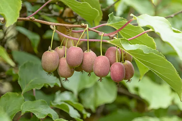 547062 - Hardy kiwi (Actinidia arguta 'Weiki')