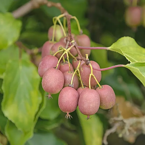 547063 - Hardy kiwi (Actinidia arguta 'Weiki')