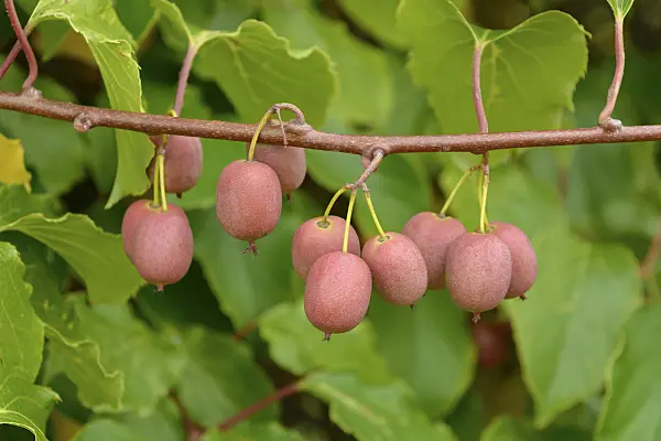 547064 - Hardy kiwi (Actinidia arguta 'Weiki')