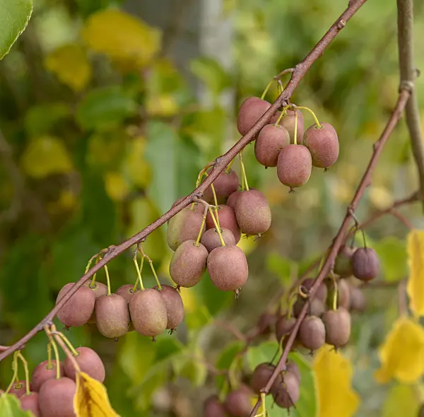 547066 - Hardy kiwi (Actinidia arguta 'Weiki')