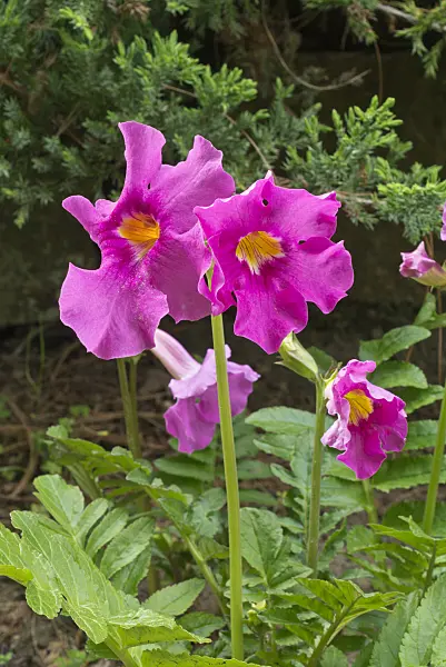 608064 - Hardy summer gloxinia (Incarvillea delavayi)
