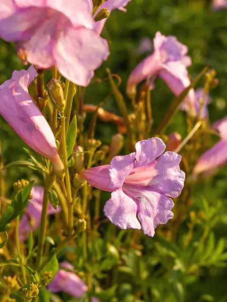 427222 - Hardy summer gloxinia (Incarvillea olgae)