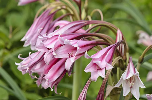 521366 - Hardy swamp lily (Crinum bulbispermum)