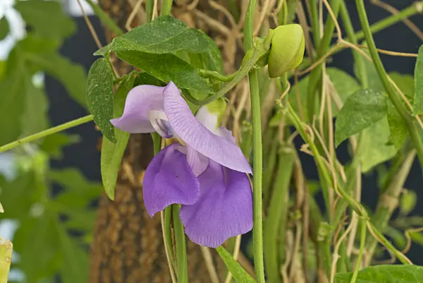 608074 - Haricot caracolle (Cochliasanthus caracalla syn. Vigna caracalla)