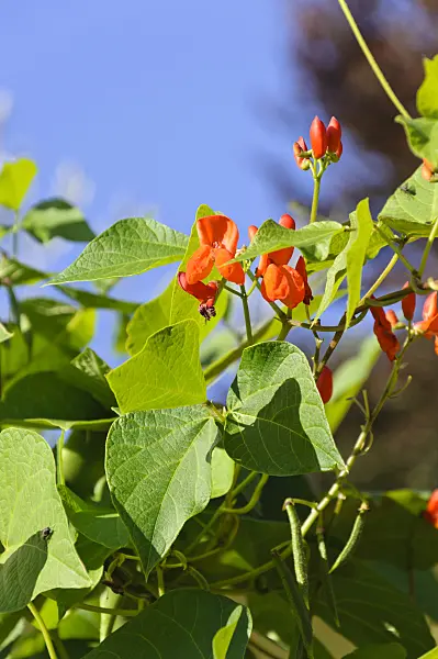 488123 - Haricot d'Espagne (Phaseolus coccineus)