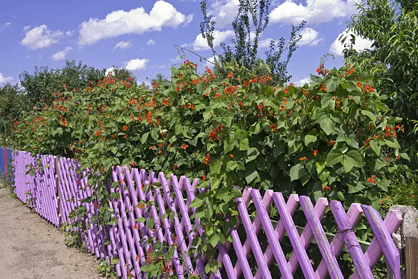 573025 - Haricot d'Espagne (Phaseolus coccineus) devant une clôture de jardin violette