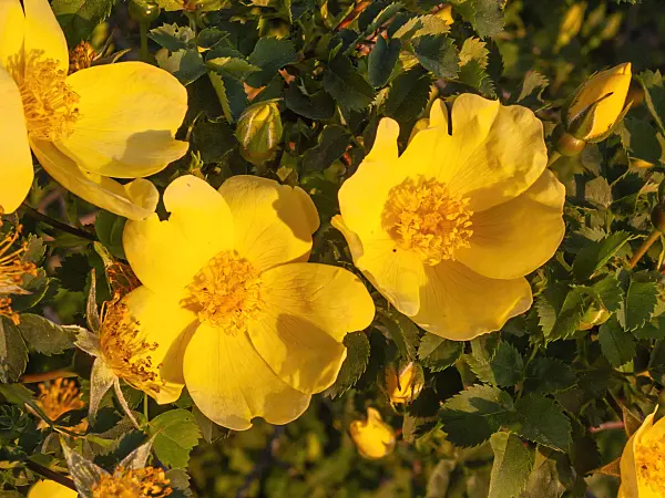 413038 - Harison's yellow rose (Rosa x harisonii)