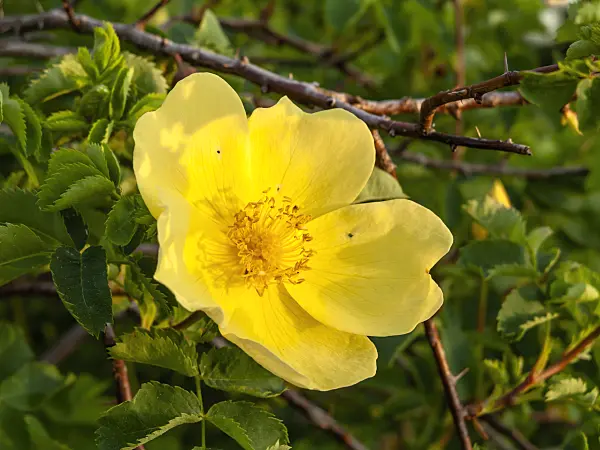460116 - Harison's yellow rose (Rosa x harisonii 'Vorbergii')