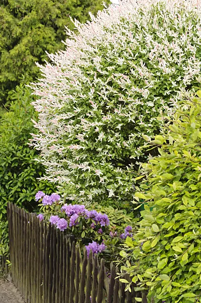484346 - Harlekinweide (Salix integra 'Hakuro Nishiki')