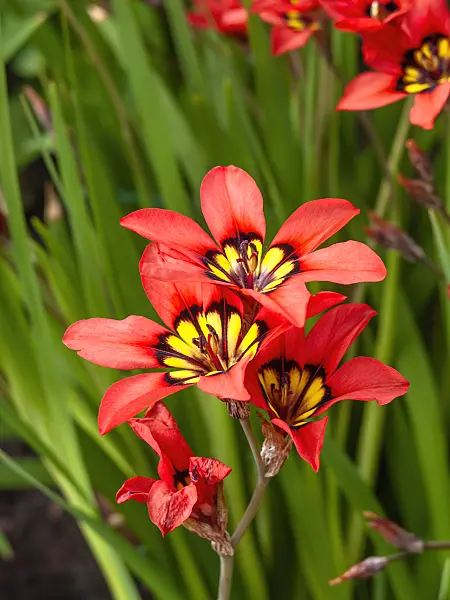 447020 - Harlequin flower (Sparaxis tricolor)