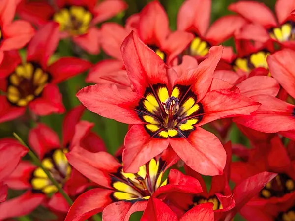 447021 - Harlequin flower (Sparaxis tricolor)