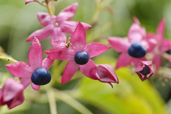 489039 - Harlequin glory bower (Clerodendrum trichotomum syn. Clerodendron trichotomum)