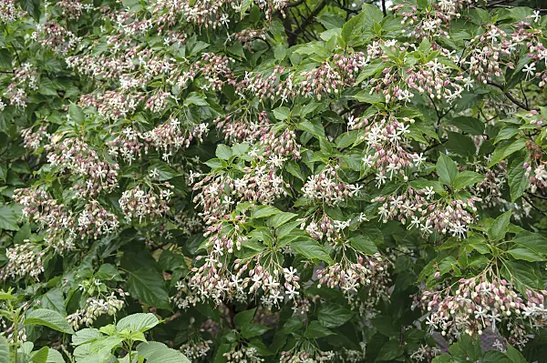 535267 - Harlequin glory bower (Clerodendrum trichotomum syn. Clerodendron trichotomum)
