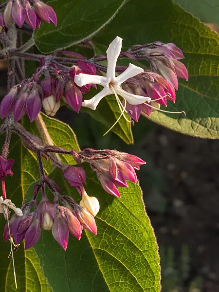 404028 - Harlequin glory bower (Clerodendrum trichotomum var. fargesii syn. Clerodendron trichotomum var. fargesii)