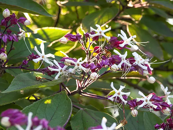 428349 - Harlequin glory bower (Clerodendrum trichotomum var. fargesii syn. Clerodendron trichotomum var. fargesii)