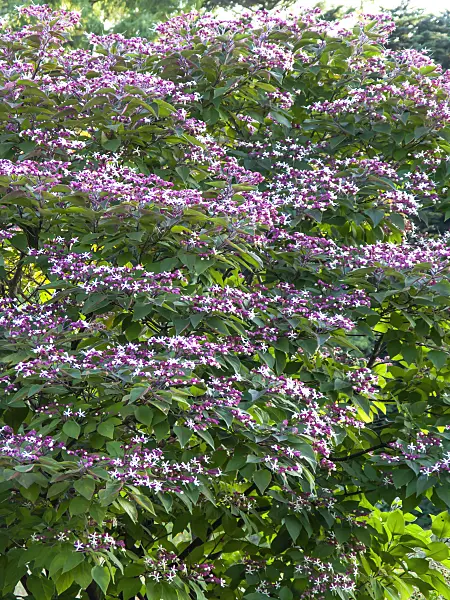 428351 - Harlequin glory bower (Clerodendrum trichotomum var. fargesii syn. Clerodendron trichotomum var. fargesii)
