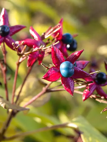 442109 - Harlequin glory bower (Clerodendrum trichotomum var. fargesii syn. Clerodendron trichotomum var. fargesii)