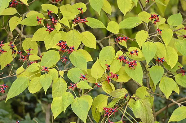 525296 - Harlequin glory bower (Clerodendrum trichotomum var. fargesii syn. Clerodendron trichotomum var. fargesii)