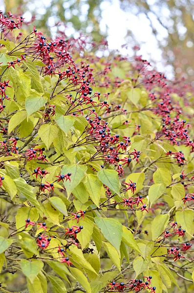 525297 - Harlequin glory bower (Clerodendrum trichotomum var. fargesii syn. Clerodendron trichotomum var. fargesii)