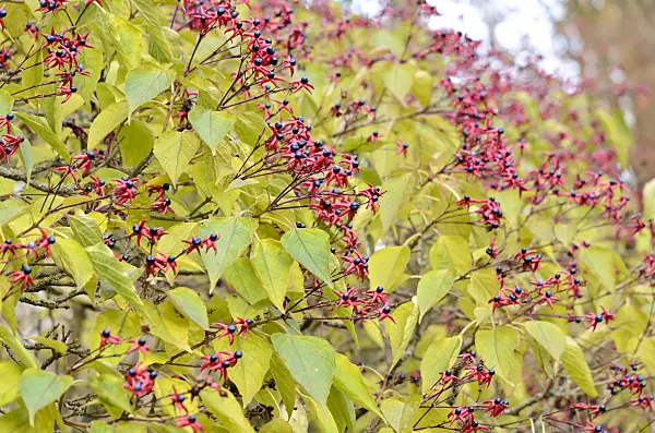 525298 - Harlequin glory bower (Clerodendrum trichotomum var. fargesii syn. Clerodendron trichotomum var. fargesii)