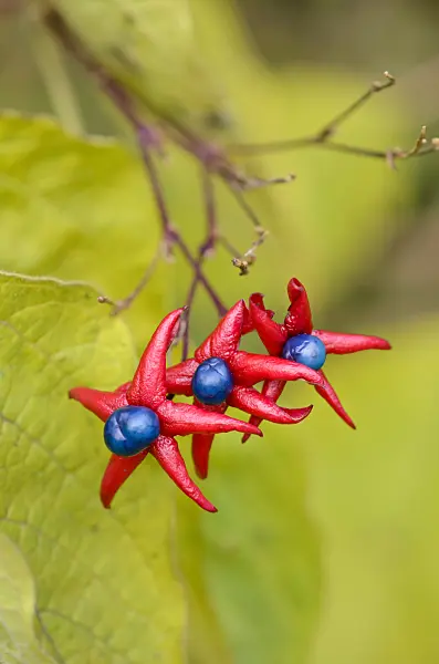 525299 - Harlequin glory bower (Clerodendrum trichotomum var. fargesii syn. Clerodendron trichotomum var. fargesii)