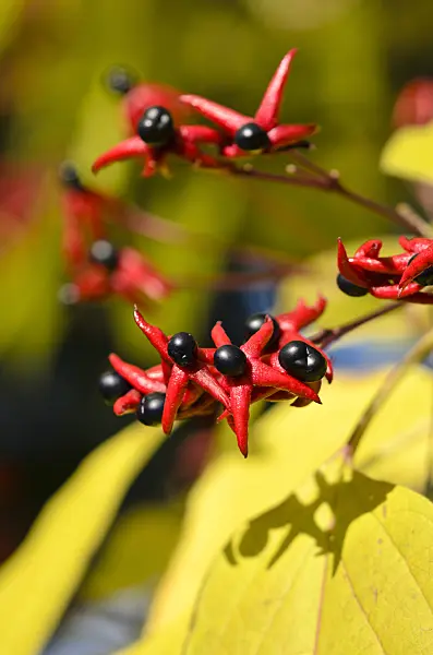 525361 - Harlequin glory bower (Clerodendrum trichotomum var. trichotomum syn. Clerodendron trichotomum var. trichotomum)