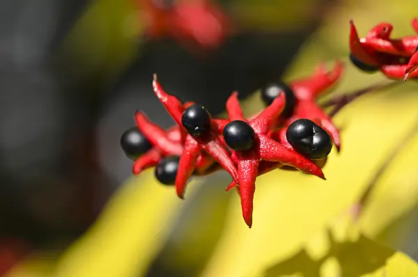 525362 - Harlequin glory bower (Clerodendrum trichotomum var. trichotomum syn. Clerodendron trichotomum var. trichotomum)
