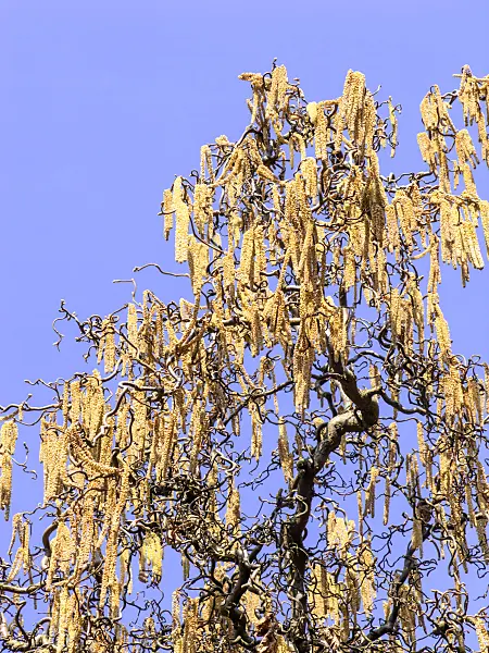 436094 - Harry Lauder's walking stick (Corylus avellana 'Contorta')