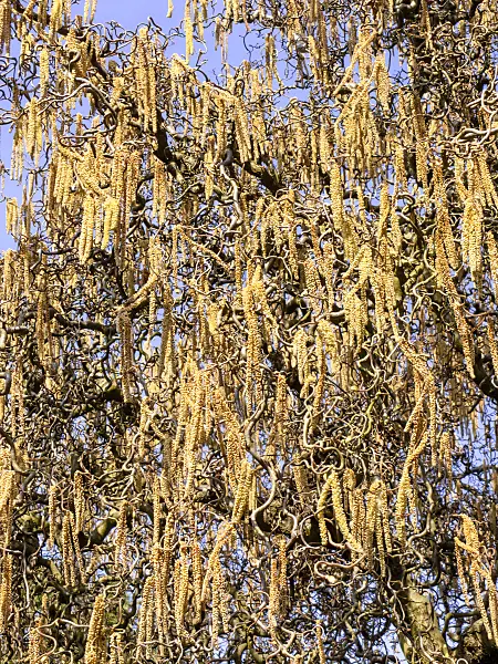 436095 - Harry Lauder's walking stick (Corylus avellana 'Contorta')