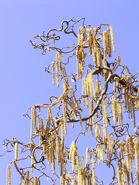 436096 - Harry Lauder's walking stick (Corylus avellana 'Contorta')
