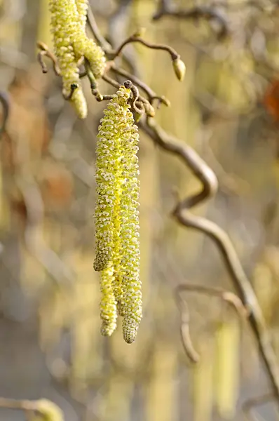 470050 - Harry Lauder's walking stick (Corylus avellana 'Contorta')