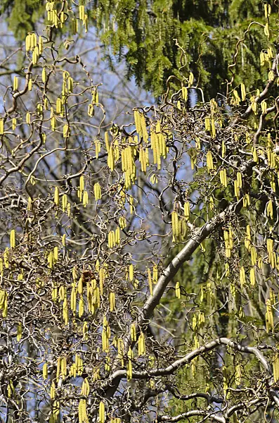 494080 - Harry Lauder's walking stick (Corylus avellana 'Contorta')