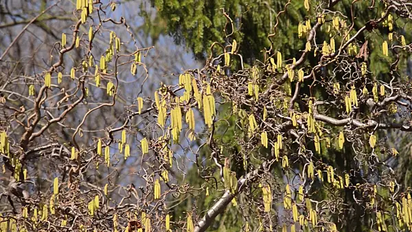 494109 - Harry Lauder's walking stick (Corylus avellana 'Contorta')