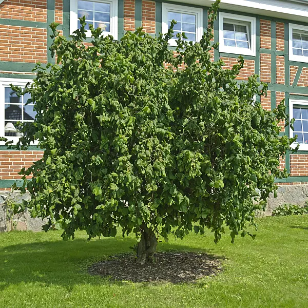 517164 - Harry Lauder's walking stick (Corylus avellana 'Contorta')