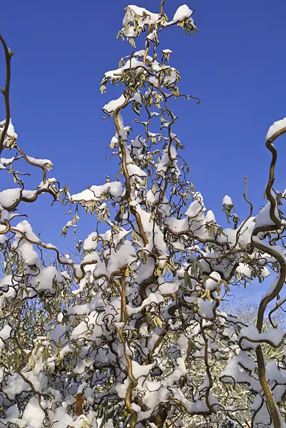539015 - Harry Lauder's walking stick (Corylus avellana 'Contorta')