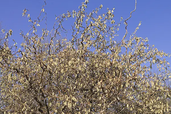 541006 - Harry Lauder's walking stick (Corylus avellana 'Contorta')