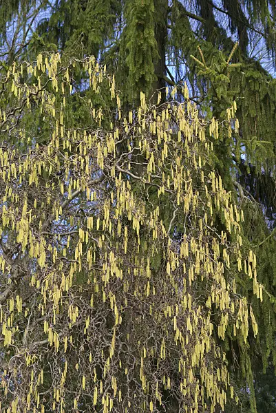 566091 - Harry Lauder's walking stick (Corylus avellana 'Contorta')