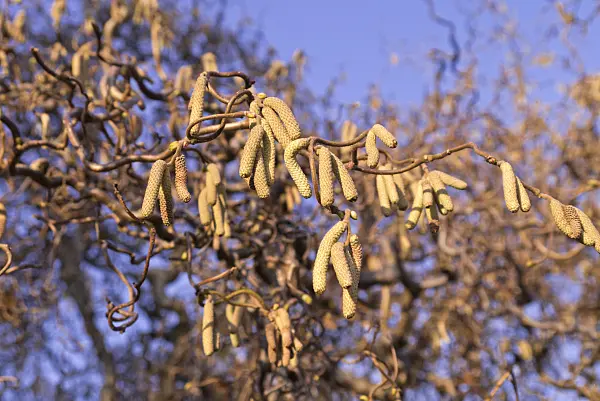 578036 - Harry Lauder's walking stick (Corylus avellana 'Contorta')