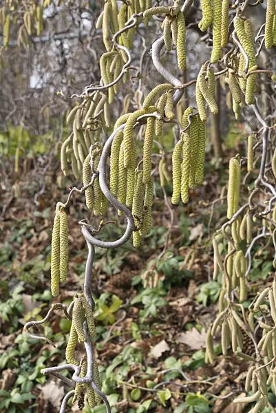 608007 - Harry Lauder's walking stick (Corylus avellana 'Contorta')