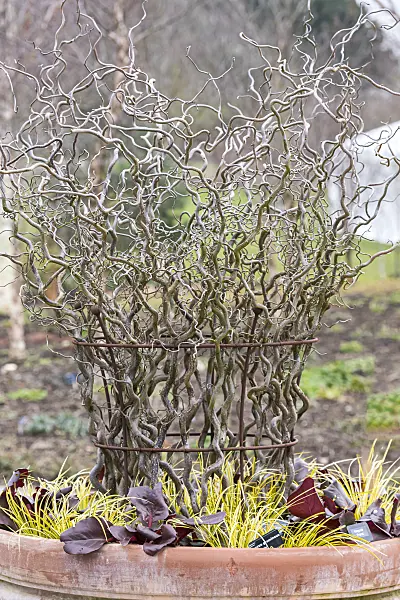 625176 - Harry Lauder's walking stick (Corylus avellana 'Contorta')
