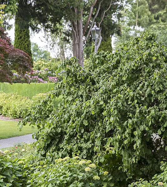 651200 - Harry Lauder's walking stick (Corylus avellana 'Contorta')