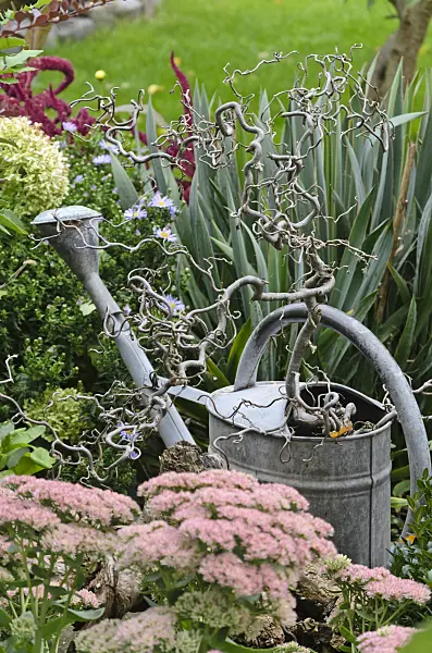 524104 - Harry Lauder's walking stick (Corylus avellana 'Contorta') in a watering can