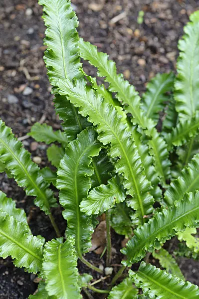 473002 - Hart's tongue fern (Asplenium scolopendrium 'Angustifolium' syn. Phyllitis scolopendrium 'Angustifolium')