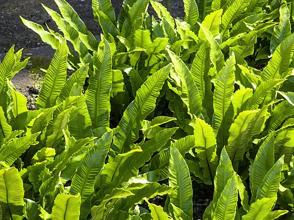 461113 - Hart's tongue fern (Asplenium scolopendrium syn. Phyllitis scolopendrium)