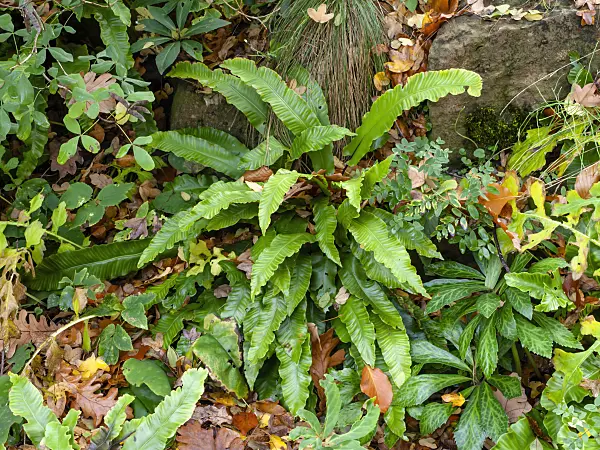 465250 - Hart's tongue fern (Asplenium scolopendrium syn. Phyllitis scolopendrium)