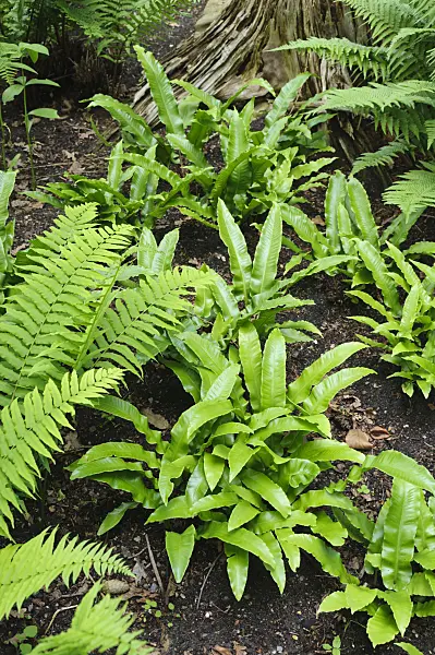 473006 - Hart's tongue fern (Asplenium scolopendrium syn. Phyllitis scolopendrium)