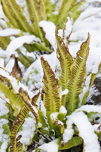 479018 - Hart's tongue fern (Asplenium scolopendrium syn. Phyllitis scolopendrium)