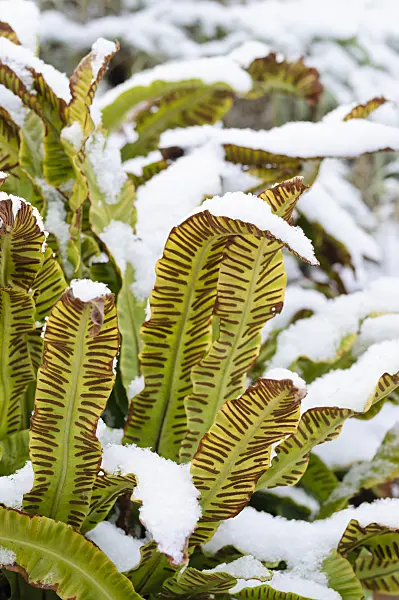 479019 - Hart's tongue fern (Asplenium scolopendrium syn. Phyllitis scolopendrium)