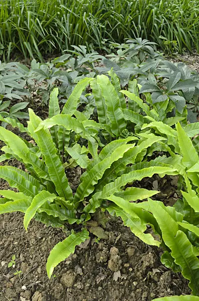 521370 - Hart's tongue fern (Asplenium scolopendrium syn. Phyllitis scolopendrium)