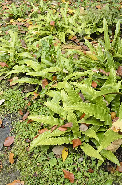 525212 - Hart's tongue fern (Asplenium scolopendrium syn. Phyllitis scolopendrium)
